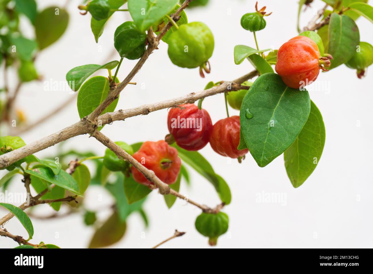 Ripening fruits of Surinam Cherry, Pitanga, Brazilian Cherry, Eugenia uniflora on a branch in the garden Stock Photo