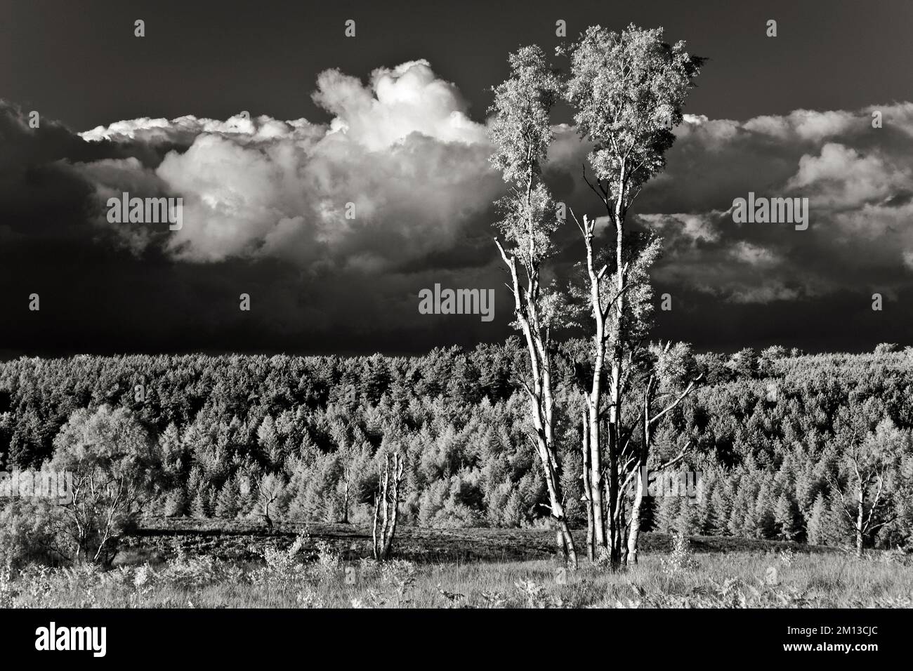 Black and white photograph of dark brooding sky and clouds above Cannock Chase Forest an Area of Outstanding Natural Beauty in Staffordshire England Stock Photo