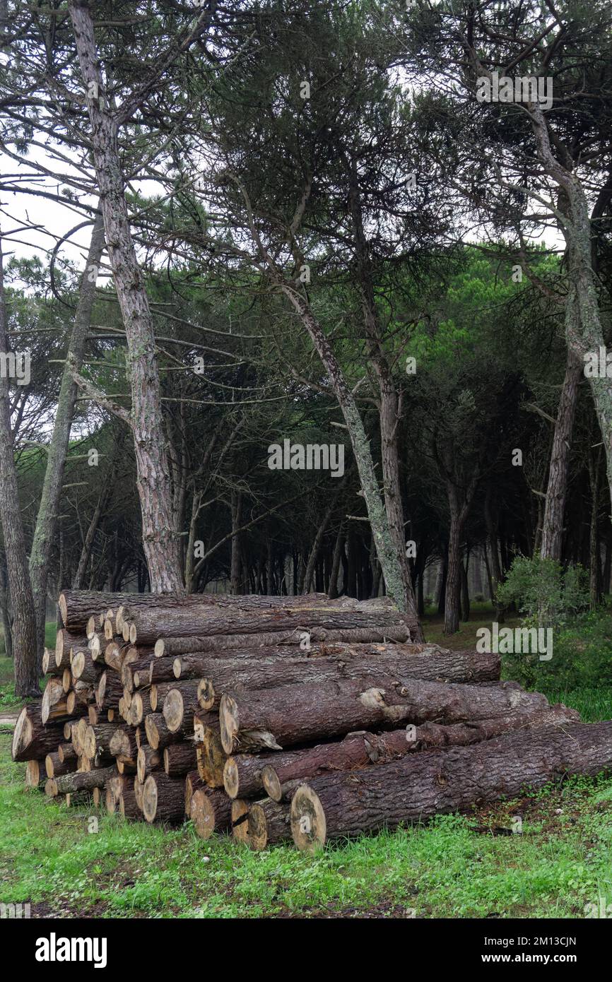 Felled conifer trunks stacked in the forest Stock Photo