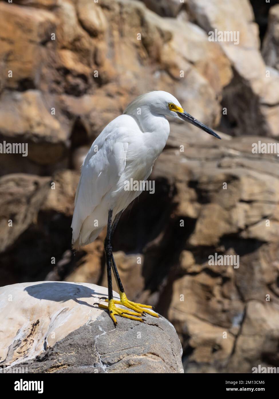 Snowy egret egretta thula hunting hi-res stock photography and images ...