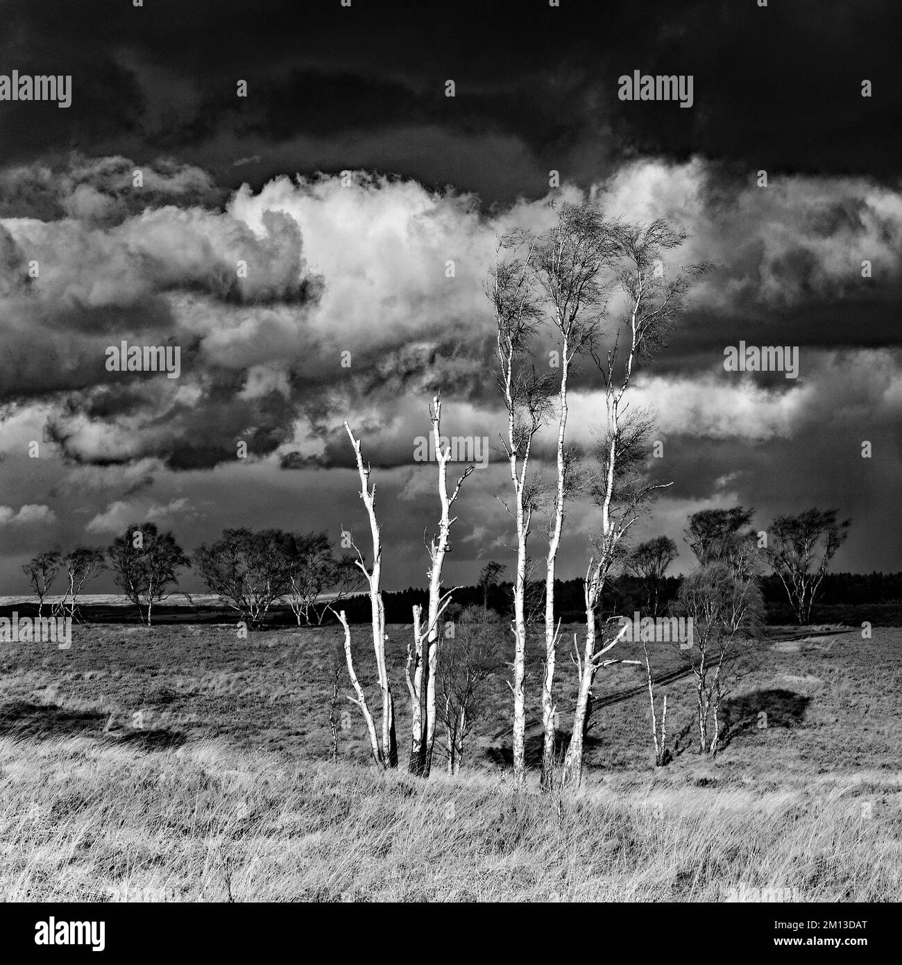 Black and white photograph with stormy sky in winter over heathland on