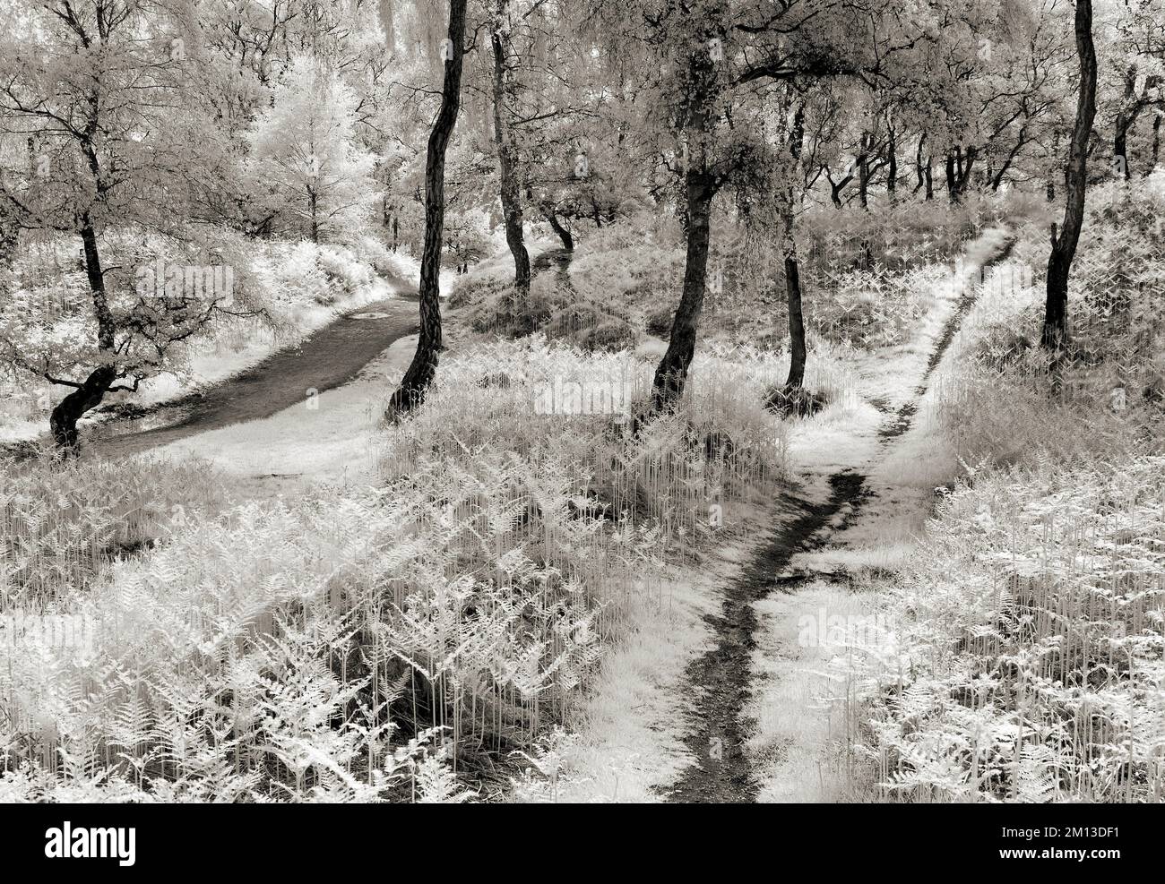 Black and white oak trees hi-res stock photography and images - Alamy