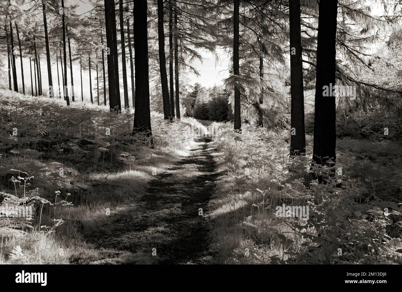 Fine art black and white photograph of country track through ferns in Pine forest on Cannock Chase AONB Area of Outstanding Natural Beauty in Stafford Stock Photo