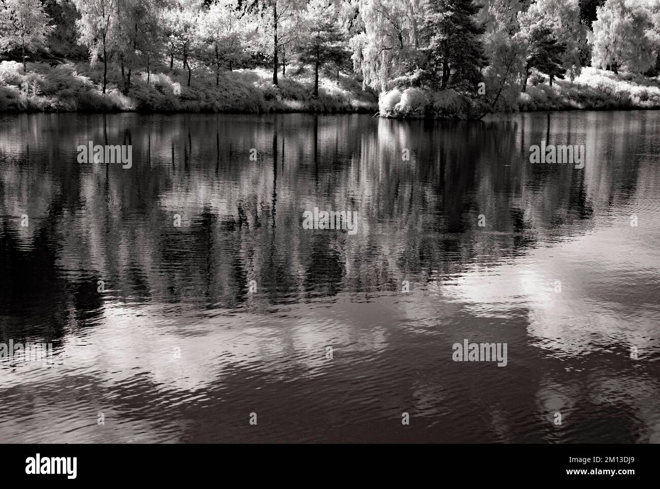 Black and white infrared photograph of reflections on Fair Oak pool on Cannock Chase AONB Area of Outstanding Natural Beauty in Staffordshire England Stock Photo