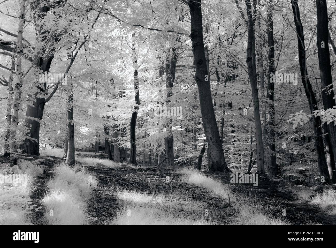 Black and white photograph of woodland footpath through the Beech trees on the Cannock Chase AONB Area of Outstanding Natural Beauty in Staffordshire Stock Photo