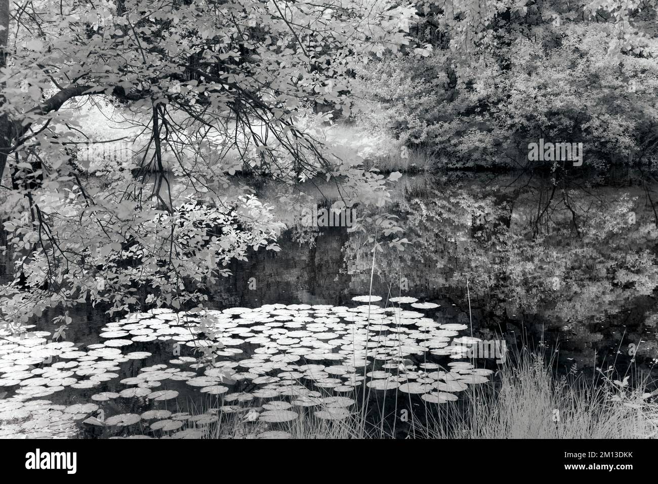 Black and white photograph of Horsepasture pool on Cannock Chase AONB Area of Outstanding Natural Beauty in Staffordshire England United Kingdom Stock Photo