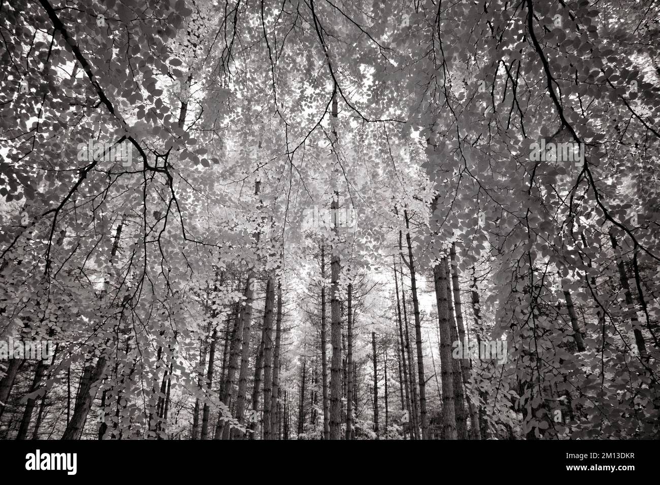Black and white photograph of Beech Woodland on the edge of Cannock Forest, Cannock Chase AONB Area of Outstanding Natural Beauty in Staffordshire Stock Photo