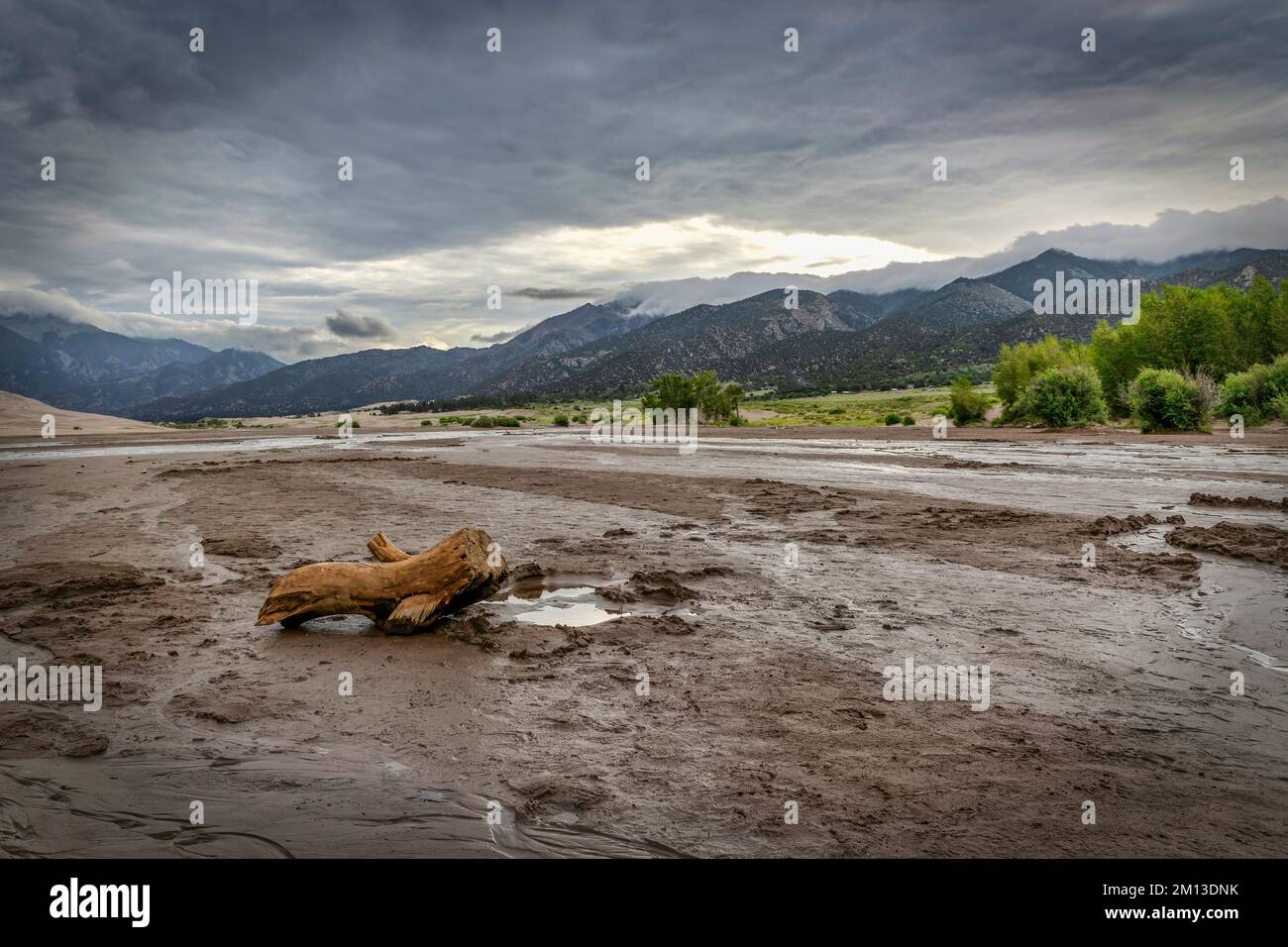 A log sits in the mud of Buck Creek at Great Sand Dunes National Park