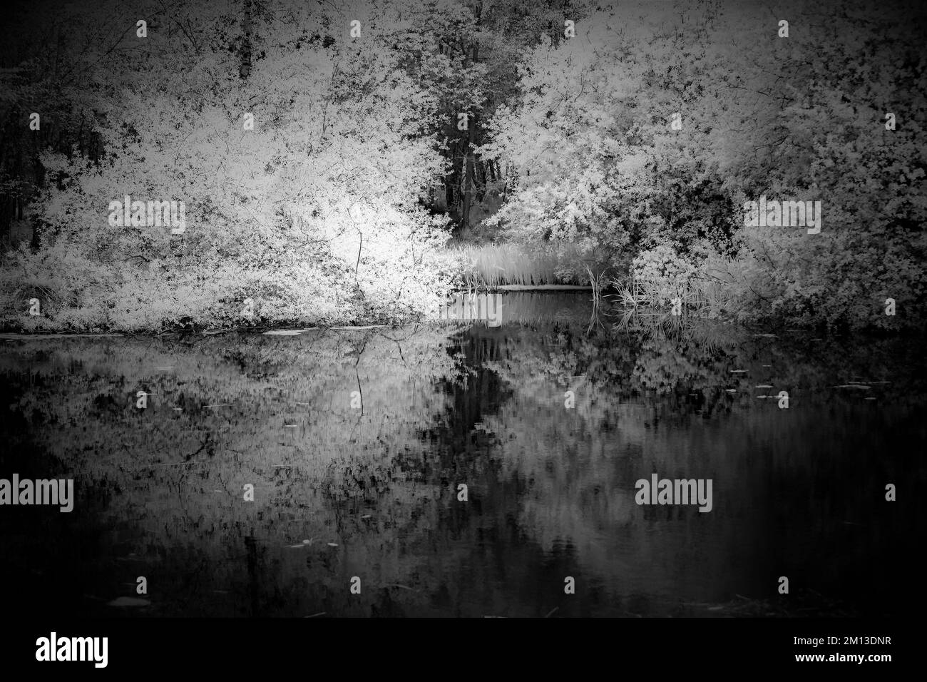 Black and white sepia toned infra red photography of woodland pool with reflections of vegetation taken in the countryside and Forests Stock Photo