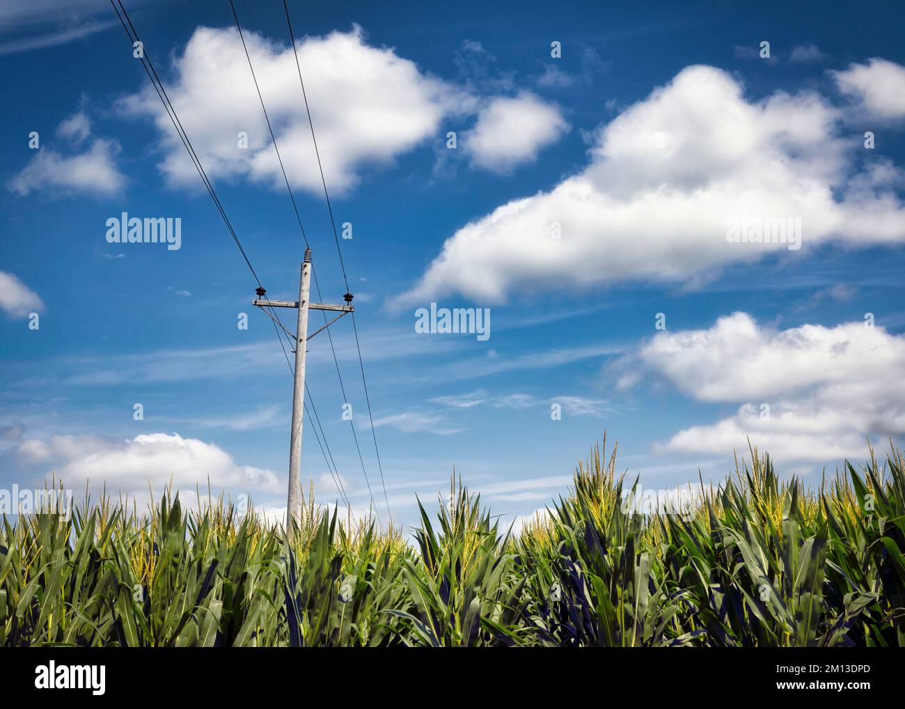 A telephone pole stands in a corn field near Dyersville, Iowa Stock