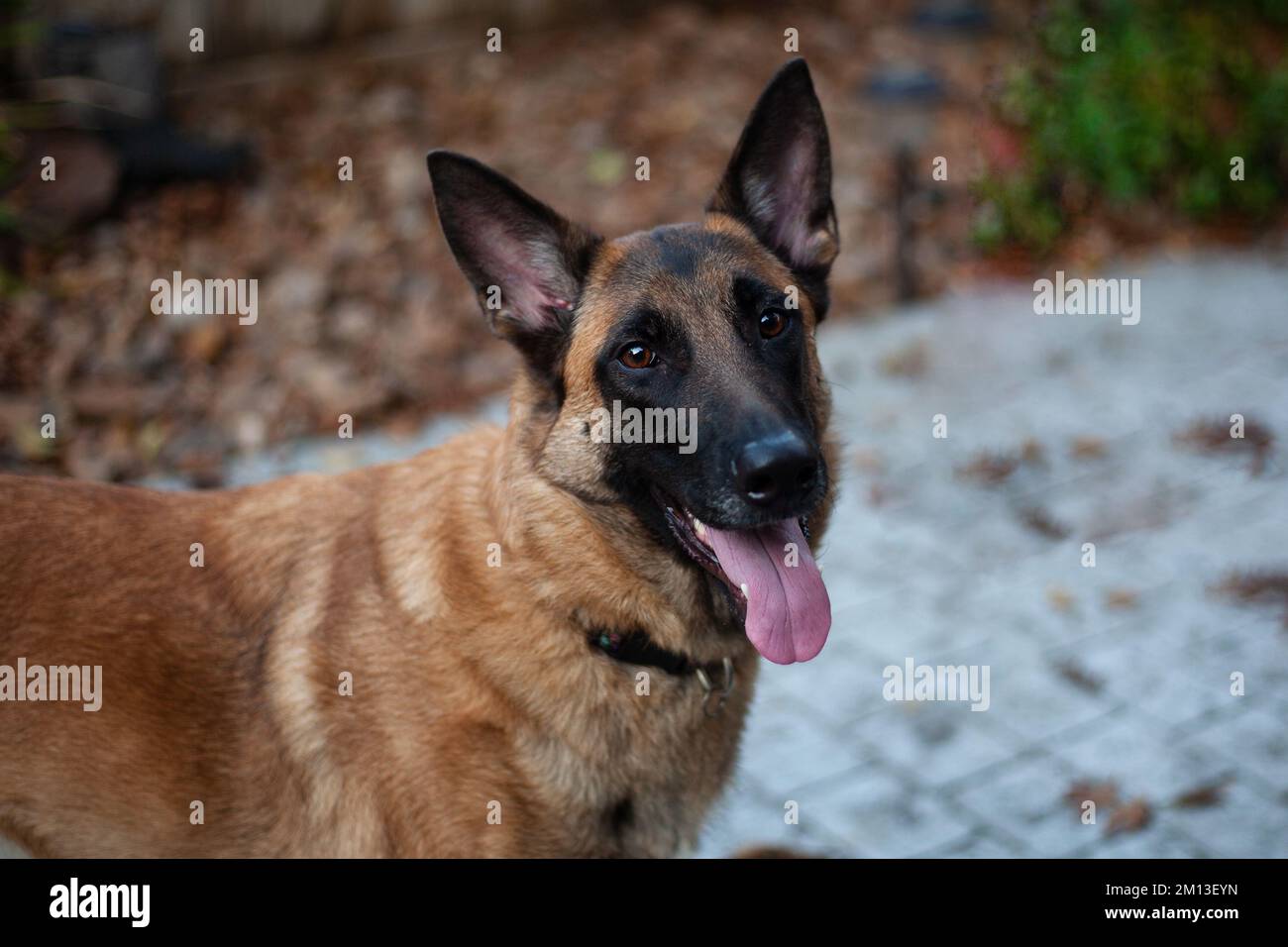An adorable Belgian Shepherd or Belgian Malinois a breed of medium