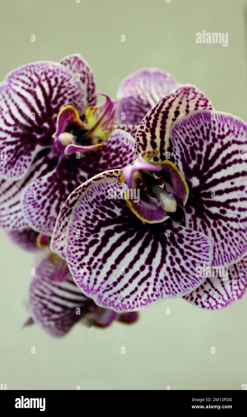 Happy Minho Variety Orchid Flowers Isolated On Soft Background Top View Stock Photo