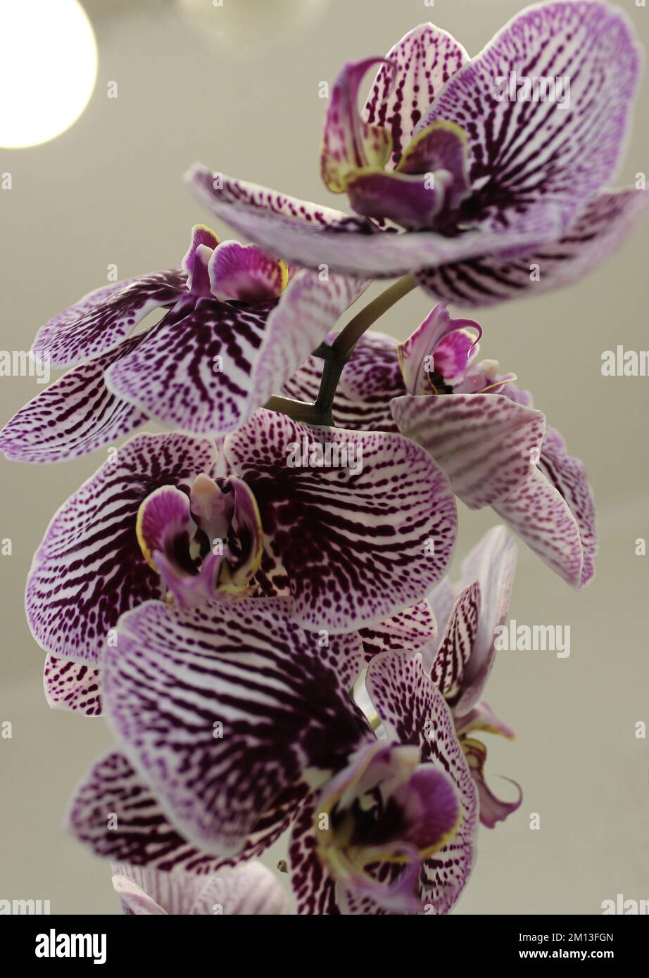 Blooming Flowers Of Phalaenopsis Happy Minho Variety Detailed Stock Photo Stock Photo