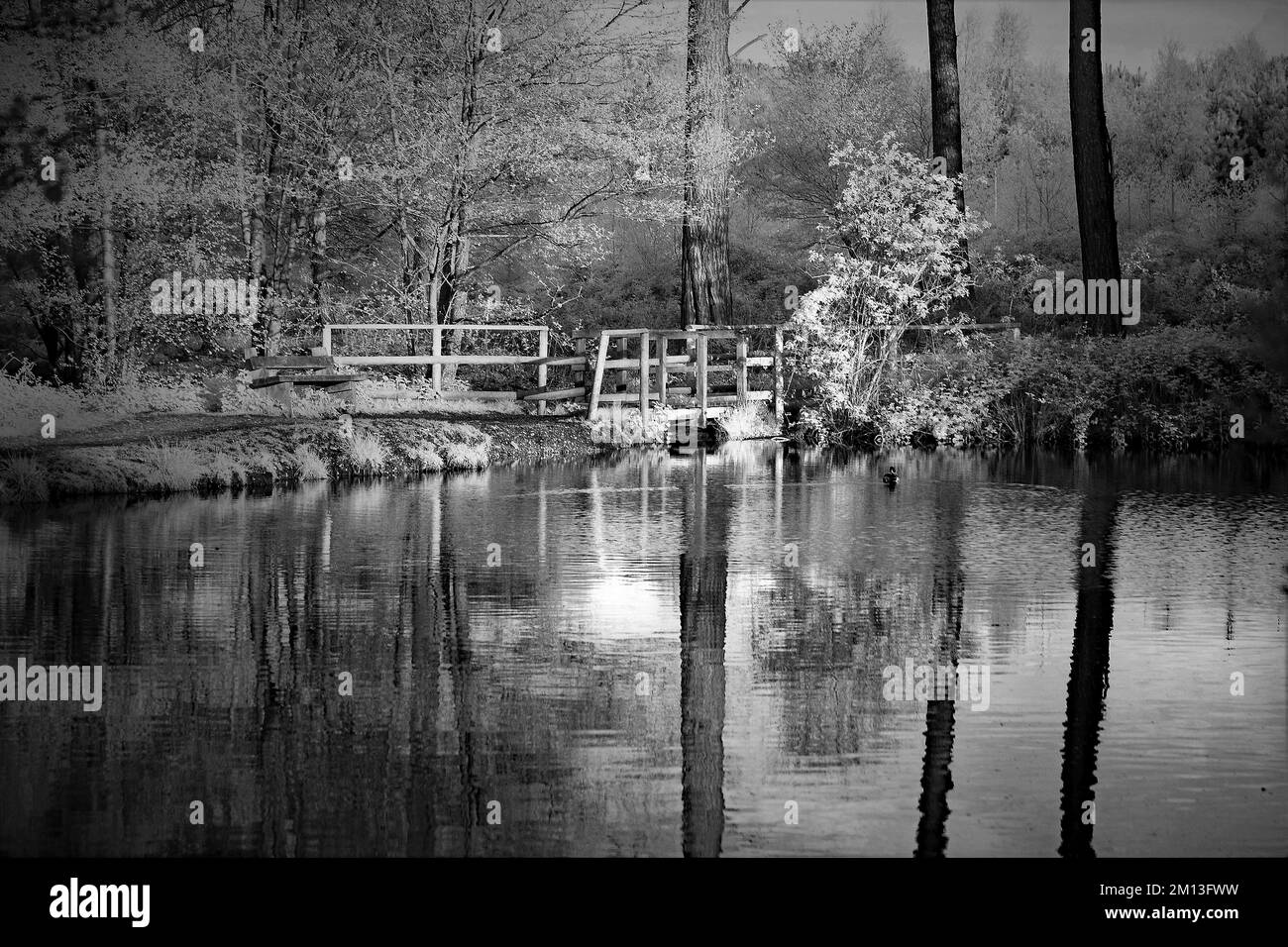 Black and white photograph of woodland pond in Cannock Chase Forest in