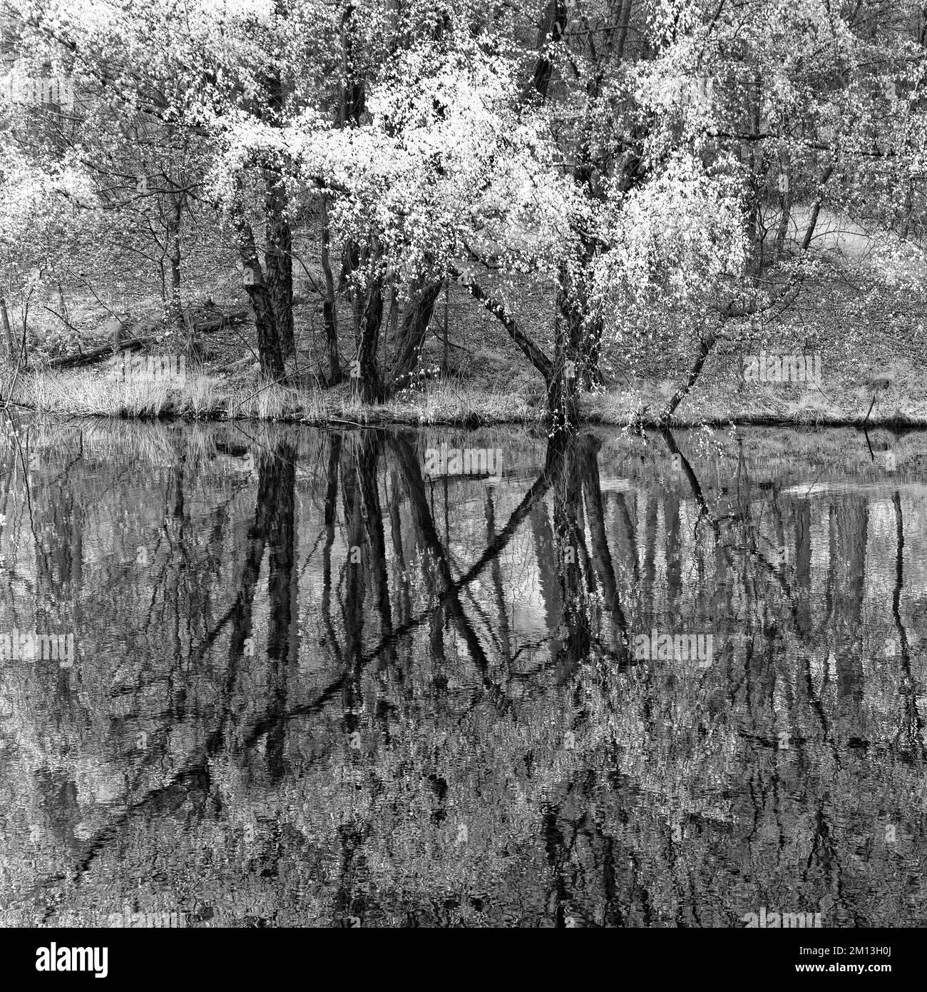 Black and white photograph of poolside reflections in Spring on Cannock Chase AONB Area of Outstanding Natural Beauty in Staffordshire England Stock Photo