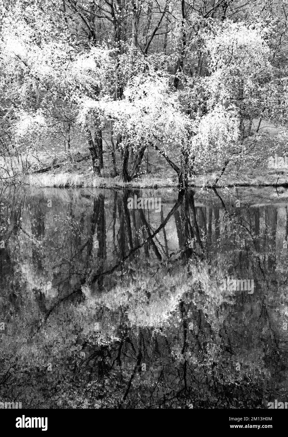 Black and white photograph in reflection in pool in Spring on Cannock Chase AONB Area of Outstanding Natural Beauty in Staffordshire England Stock Photo