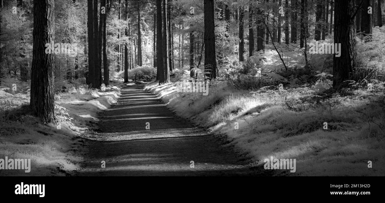 Black and white photograph of a forest track through pine forest on Cannock Chase AONB Area of Outstanding Natural Beauty in Staffordshire England Stock Photo