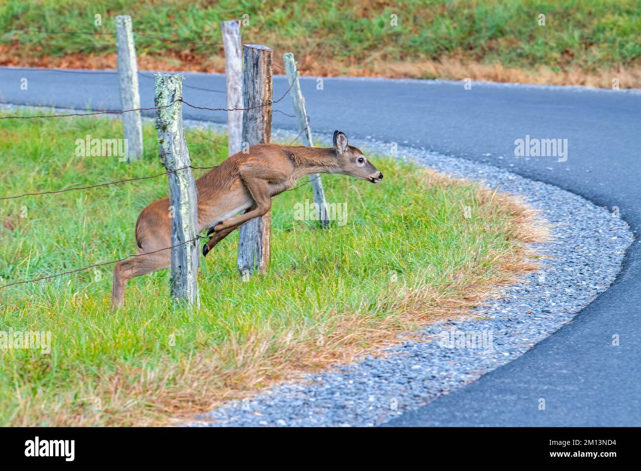 White-tailed deer (Odocoileus virginianus) jumping through wire fence, Cades Cove, Great Smoky Mountains NP, TN, USA, by Dominique Braud/Dembinsky Pho Stock Photo