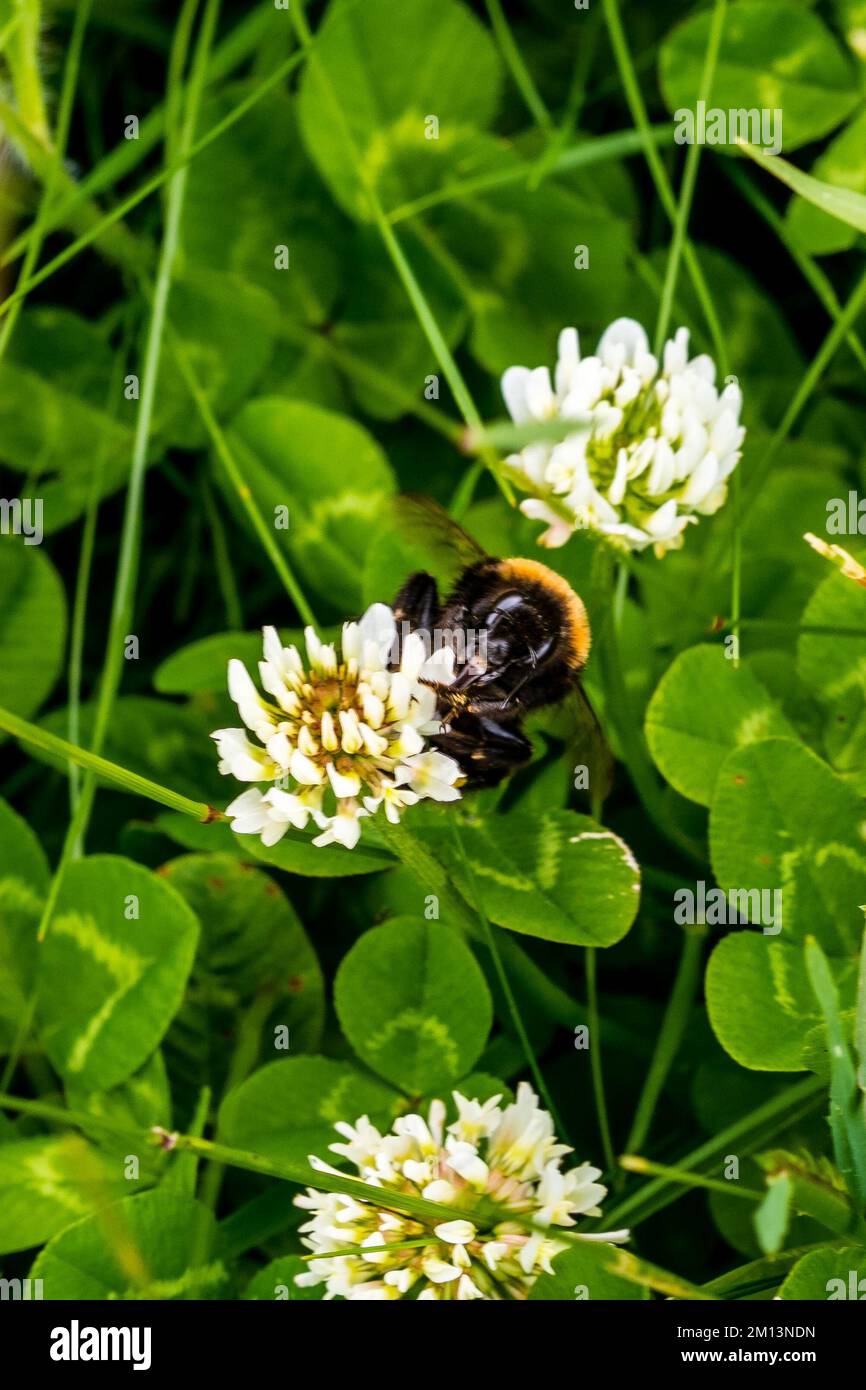 Native new zealand insect hires stock photography and images Alamy