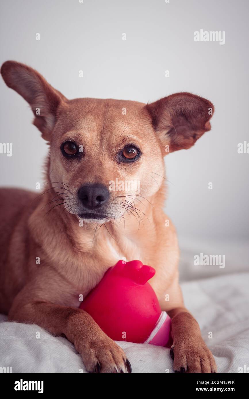 Close-up of a brown mixed-breed dog with funny ears lying and holding a toy between the paws while looking directly at the camera. Vertical photo Stock Photo