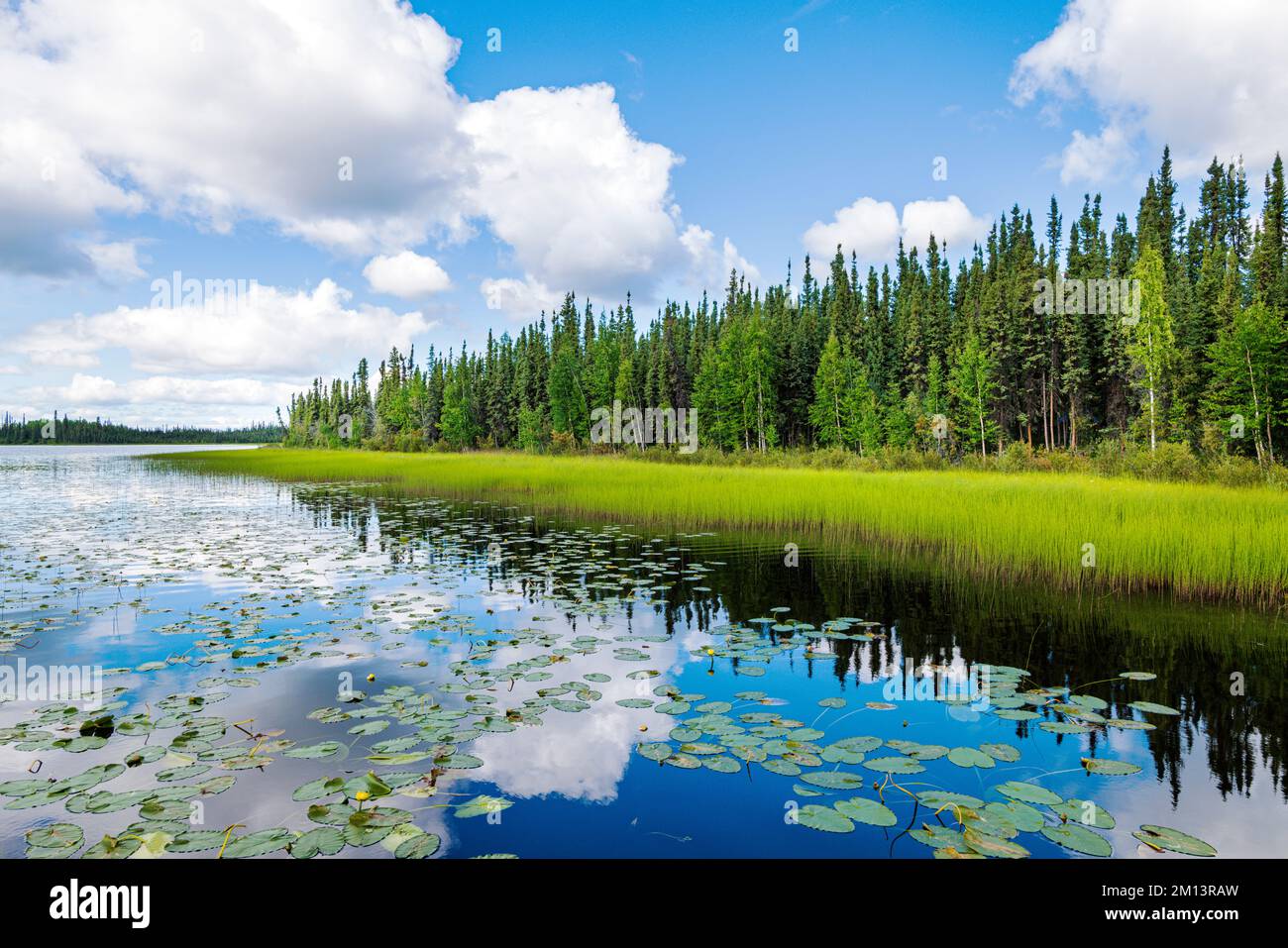 Colorful marsh grasses; Deadman Lake Campground; Tetlin National