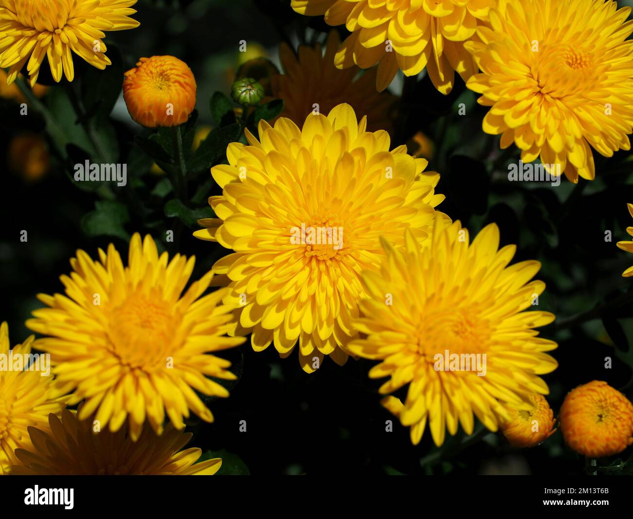 Bold yellow and gold of a chrysanthemum (Chrysanthemum × grandiflorum) in summer in a garden in Ottawa, ON, Canada. Stock Photo