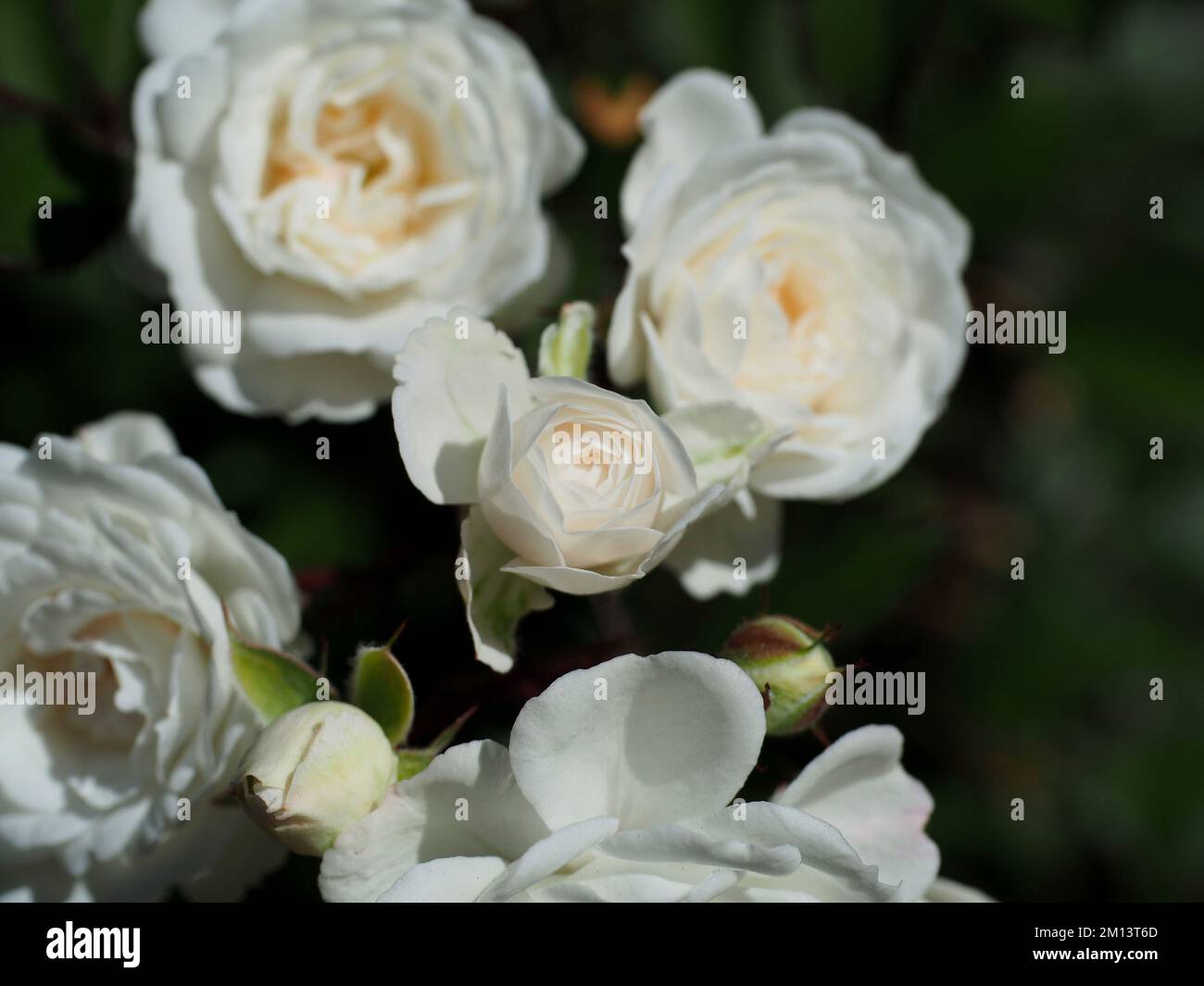 Fabulous white musk rose (Rosa moschata) blossoms in a garden in Ottawa, ON, Canada. Stock Photo