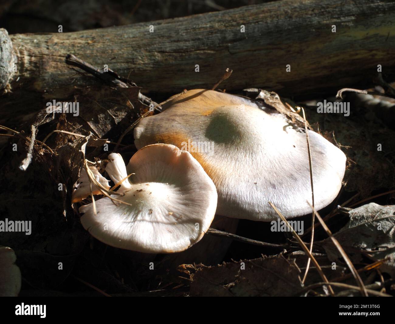 Two fine mushroom caps (pearly webcap, best guess) in a Quebec forest in the late day sun, growing out from under a log. Stock Photo