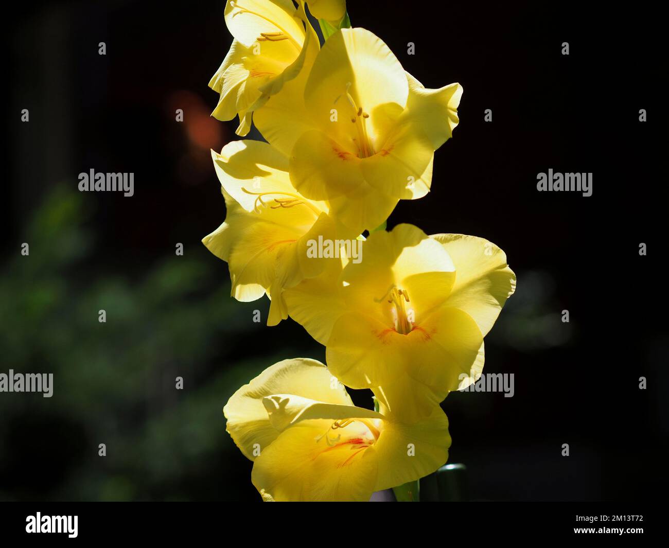 Fantastic yellow flowers of a common gladiolus (Gladiolus communis) in a garden in Ottawa, ON, Canada. Stock Photo