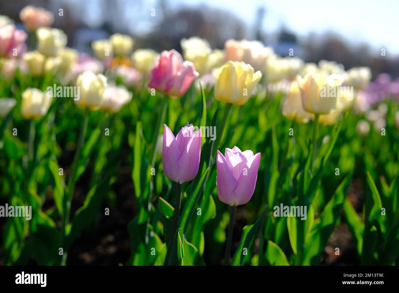 Wonderful tulip beds at the 2022 Canadian Tulip Festival in Ottawa, ON, Canada. Stock Photo