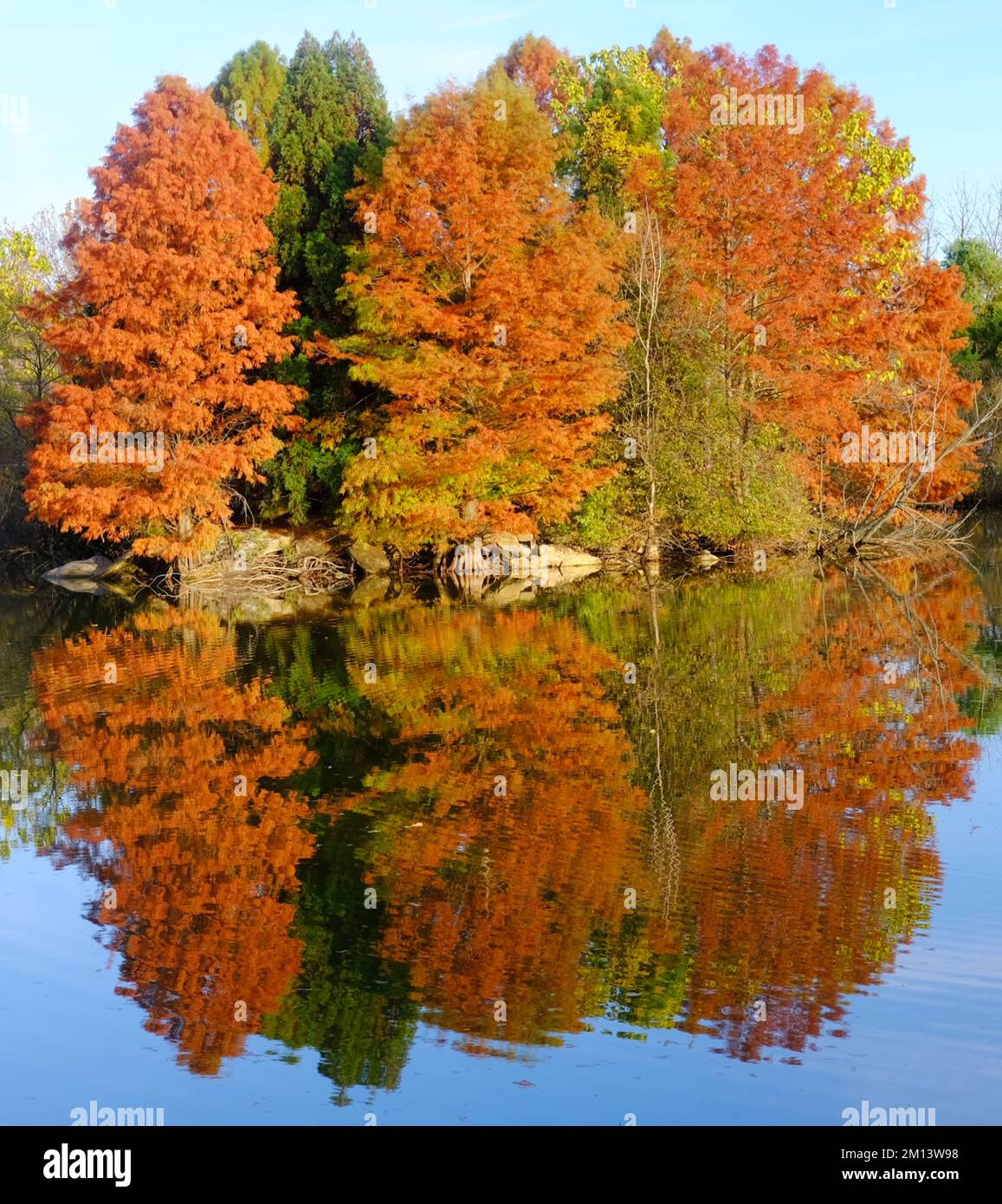Photographer Phillip Silverstone photographed trees in autumnal colours