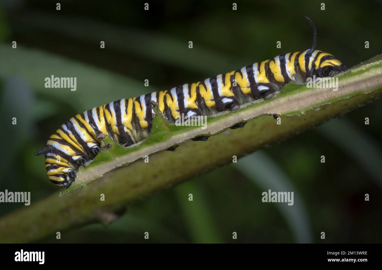 Garden tiger caterpillar hi-res stock photography and images - Alamy