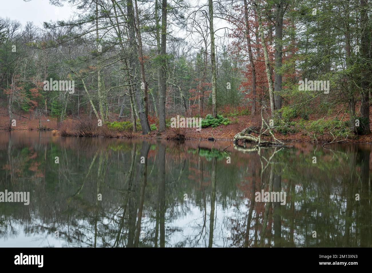 Scenic image of Byrd Lake in Cumberland Mountain shows the fall leaves accumulating on the ground as fall turns into winter. Stock Photo