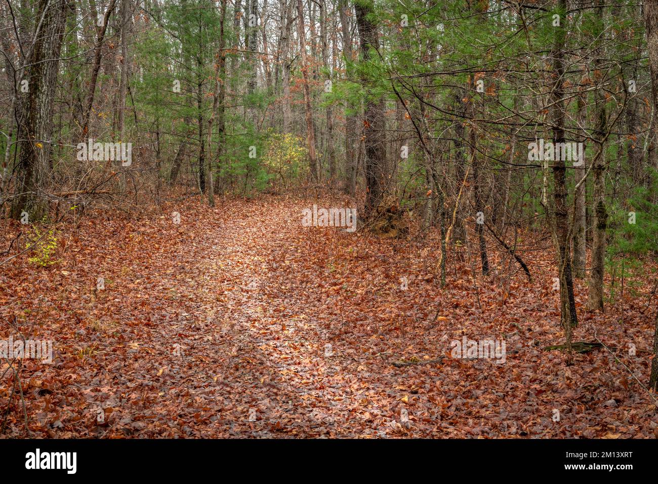 Fall foliage hiking trail in the Cumberland Plateau shows a beautiful walking path through the trees in a peaceful, serene setting. Stock Photo
