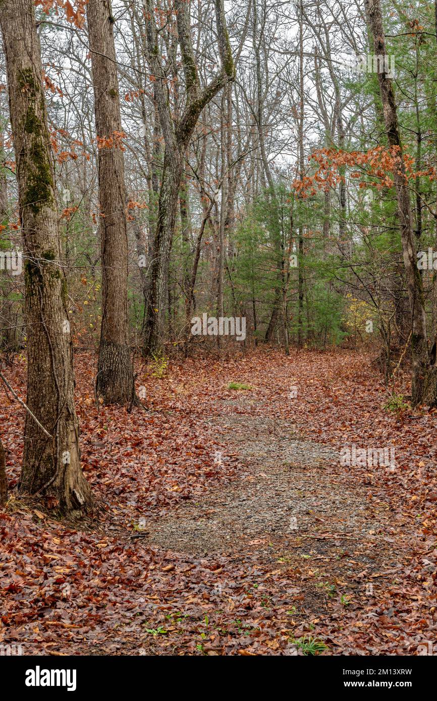 Fall foliage hiking trail in the Cumberland Plateau shows a beautiful walking path through the trees in a peaceful, serene setting. Stock Photo