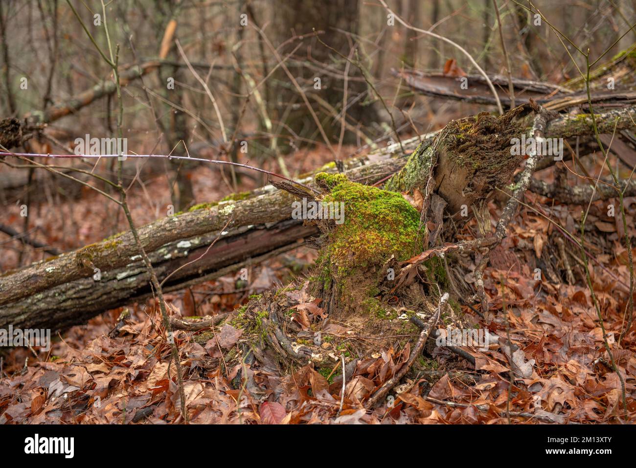 An aged fallen tree has moss and other growth forming as it lies in a moist, wet climate in Eastern Tennessee. Stock Photo
