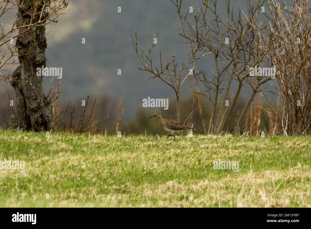 Eurasian Curlew looking for food on a meadow around Føre on  Langøya island in the Norwegian Vesterålen archipelago. Stock Photo