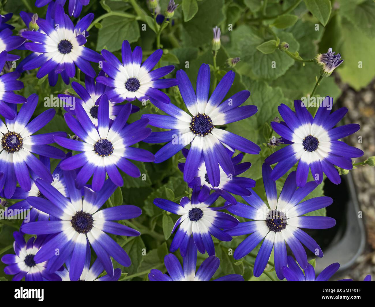blue and white flowers of the potted cineraria plant seen from above outdoors Stock Photo
