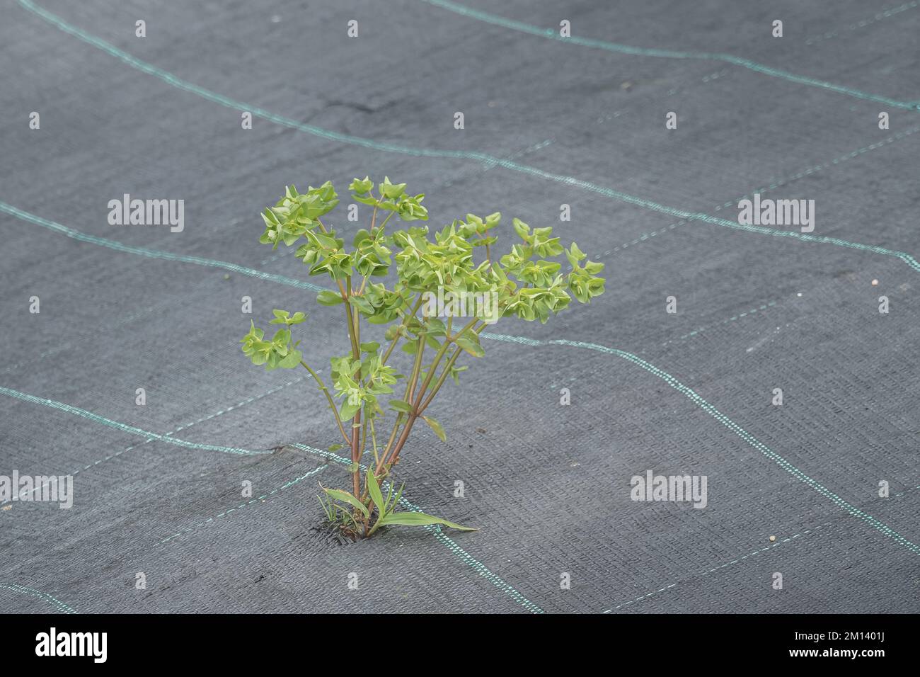 plant growing with daylight in a hole in a ground cover mesh outdoor