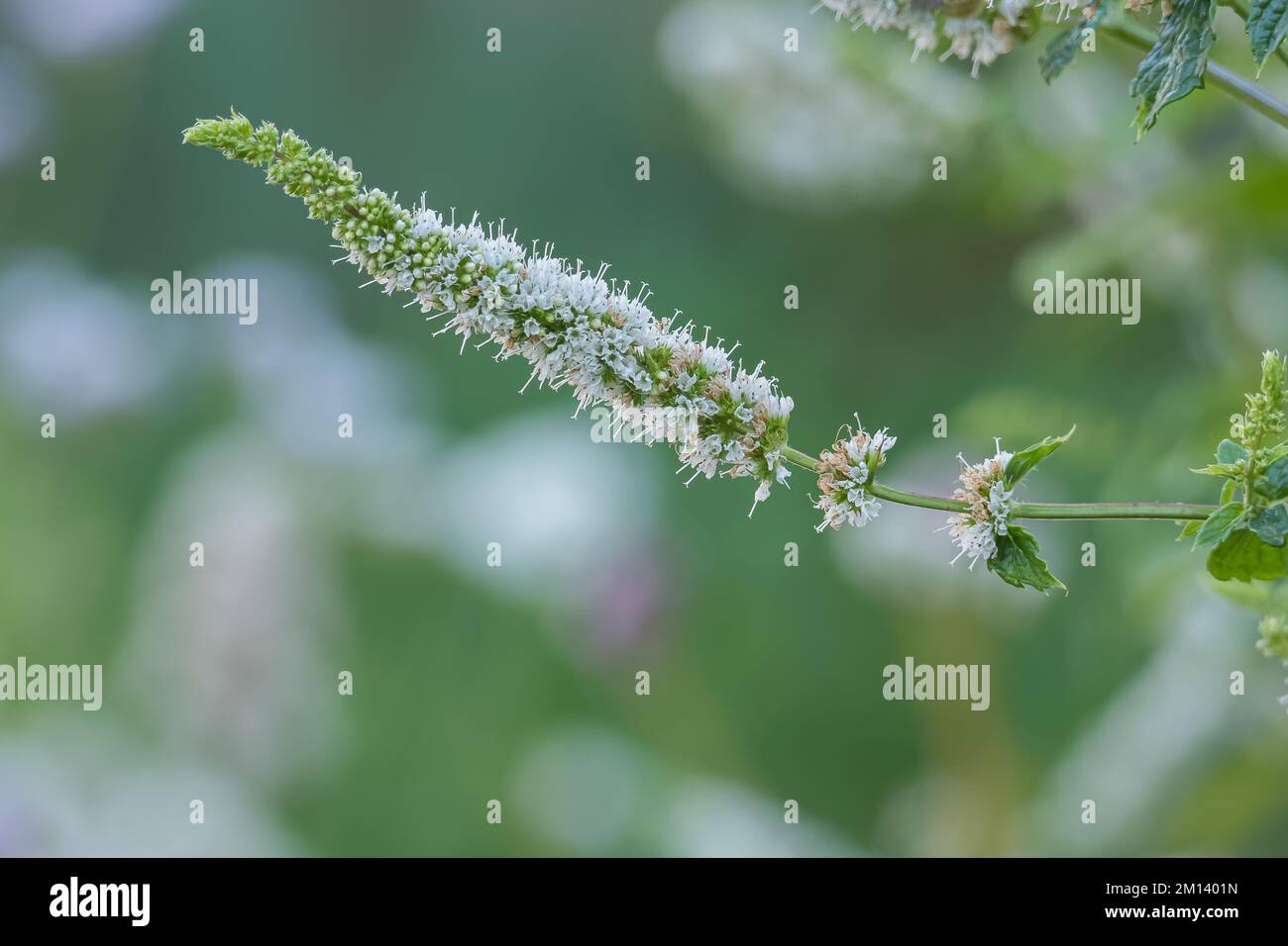 flower of peppermint plant grows with sunlight in outdoor garden Stock