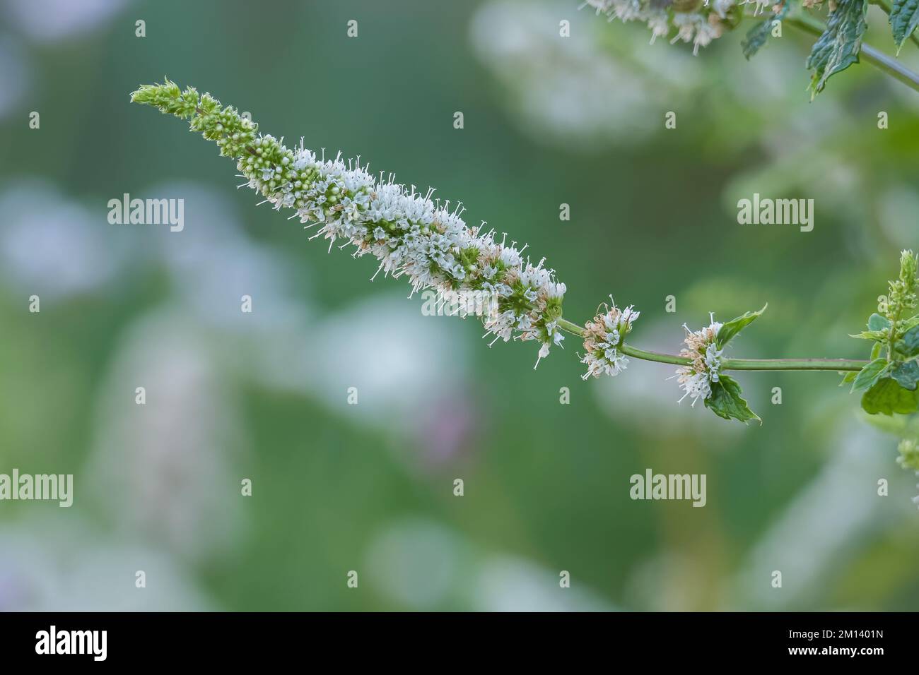 flower of peppermint plant grows with sunlight in outdoor garden Stock Photo