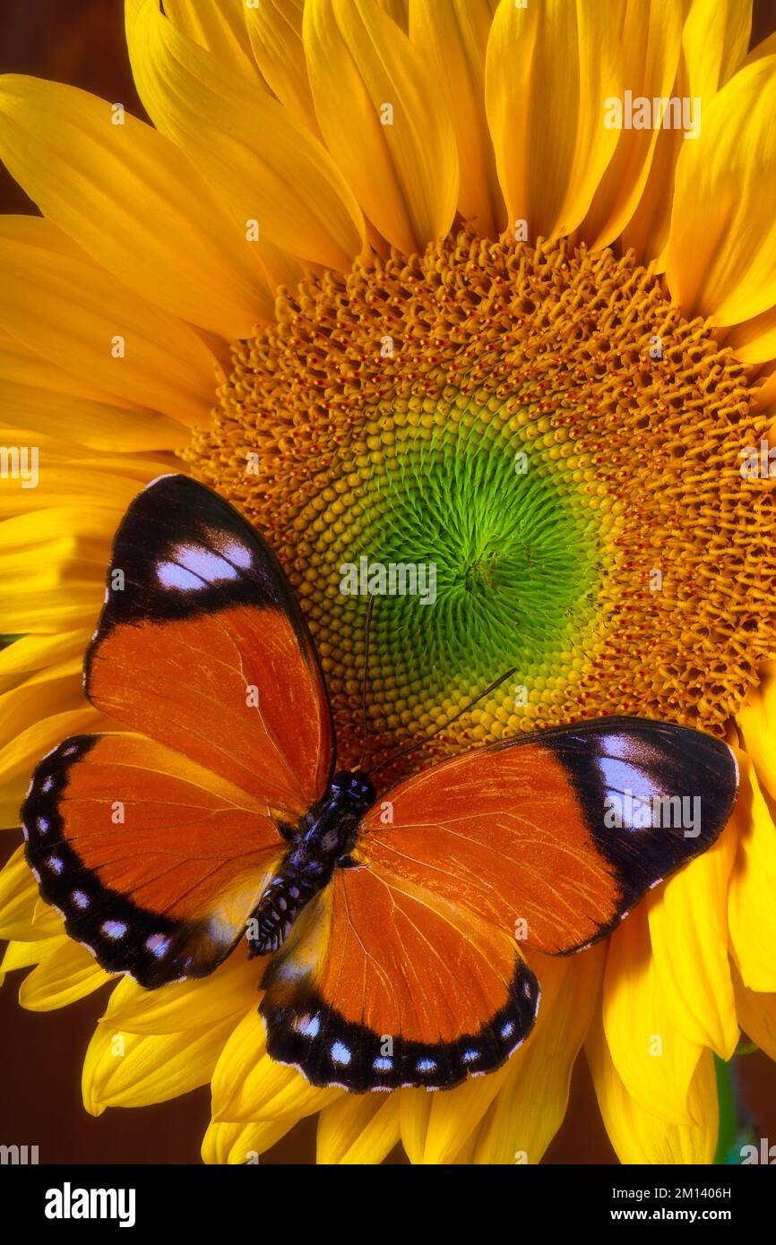 Dreaming On A Sunflower Stock Photo Alamy