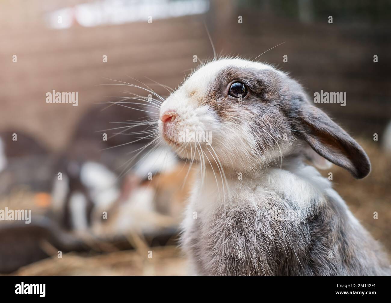 The cute rabbit in a barn on a farm Stock Photo Alamy