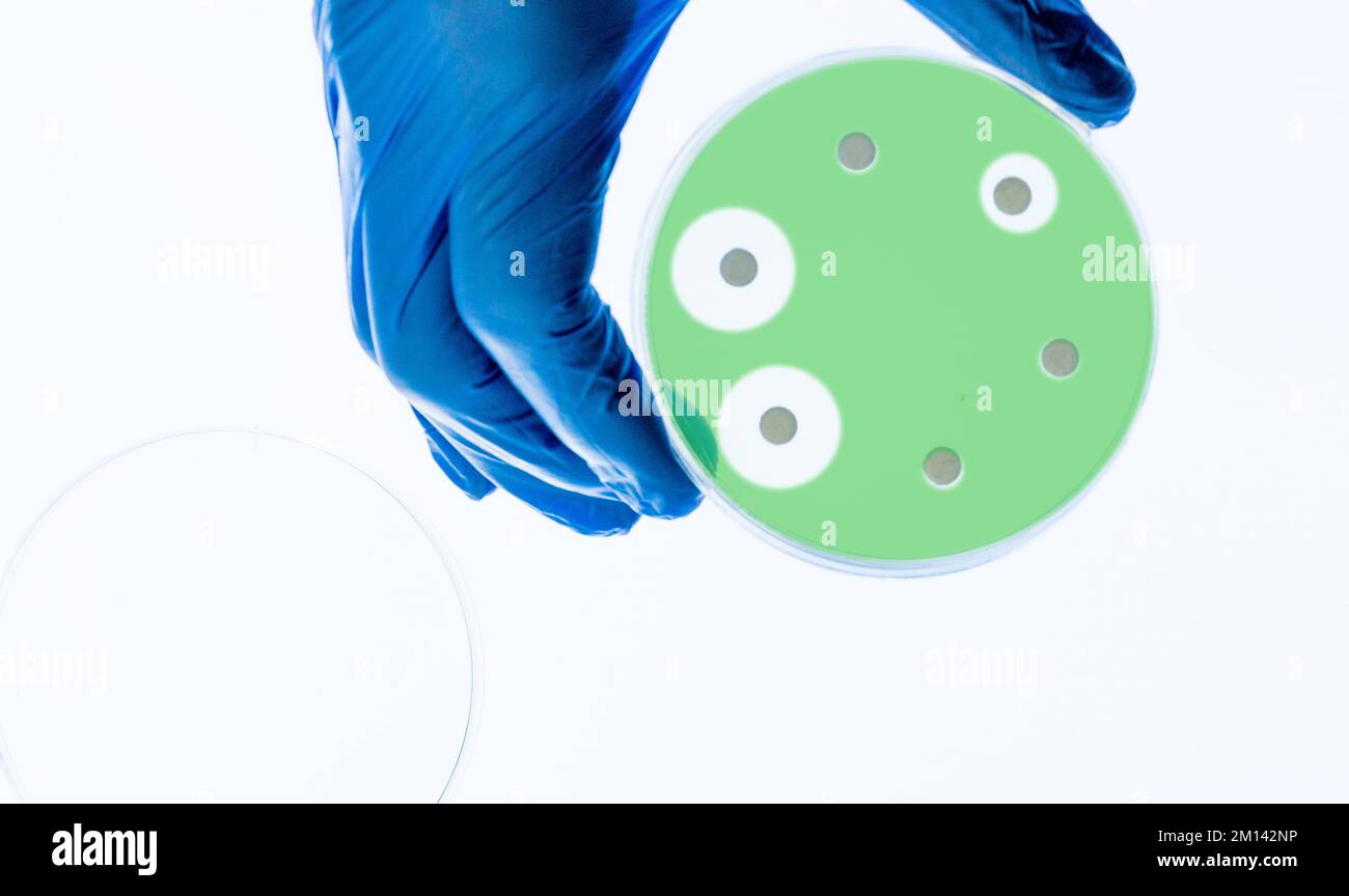 Antibiotic resistance test Stock Photo Alamy