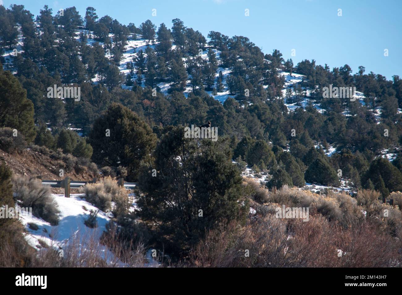 The Bridgeport reservoir in Mono County, CA, USA freezes over in the winter, and sometimes bald eagles hunt there. Stock Photo