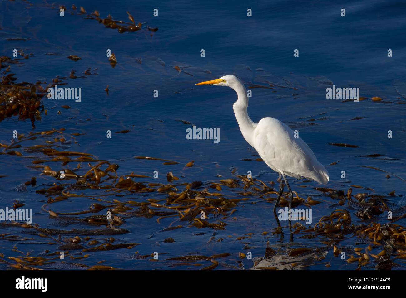 Great egret (Ardea alba) at Whalers Cove, Point Lobos State Reserve, Big Sur Coast Highway Scenic Byway, California Stock Photo