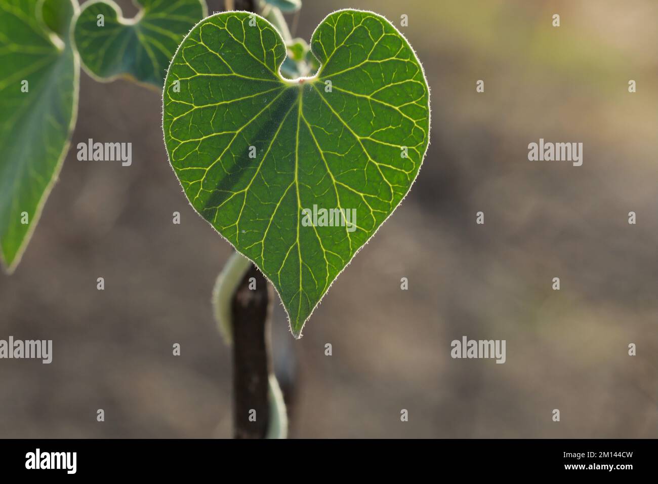 Pergularia daemia leaf closeup. Green leaf. Stock Photo
