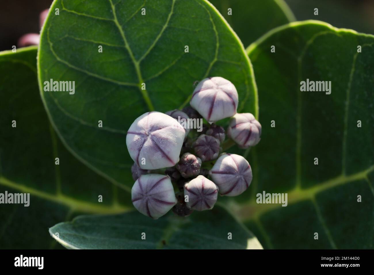 Closeup details of Calotropis procera flowers. Apple of sodom, King's crown, Rubber tree, Rubber bush, Dead sea apple, closeup. Stock Photo