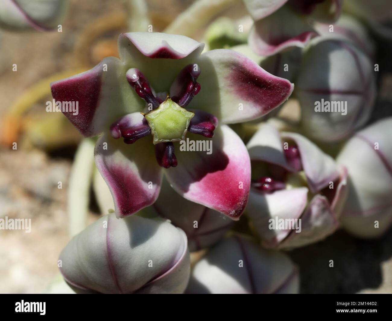 Closeup details of Calotropis procera flowers. Apple of sodom, King's crown, Rubber tree, Rubber bush, Dead sea apple, closeup. Stock Photo