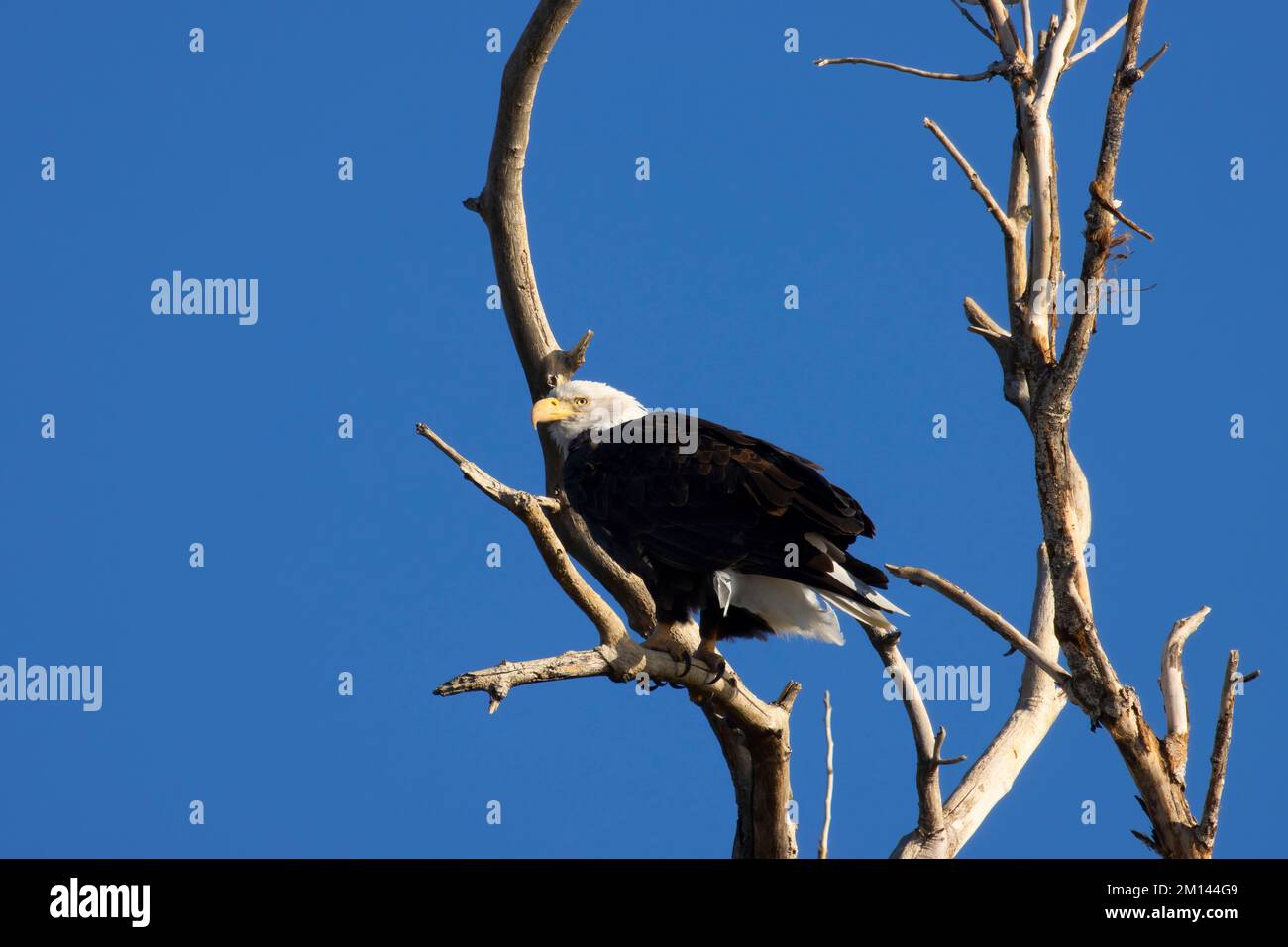 Bald eagle (Haliaeetus leucocephalus), Sacramento National Wildlife Refuge, California Stock Photo